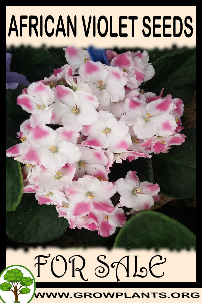 African violet seeds