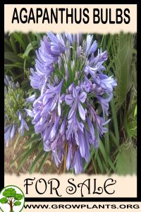 Agapanthus bulbs for sale