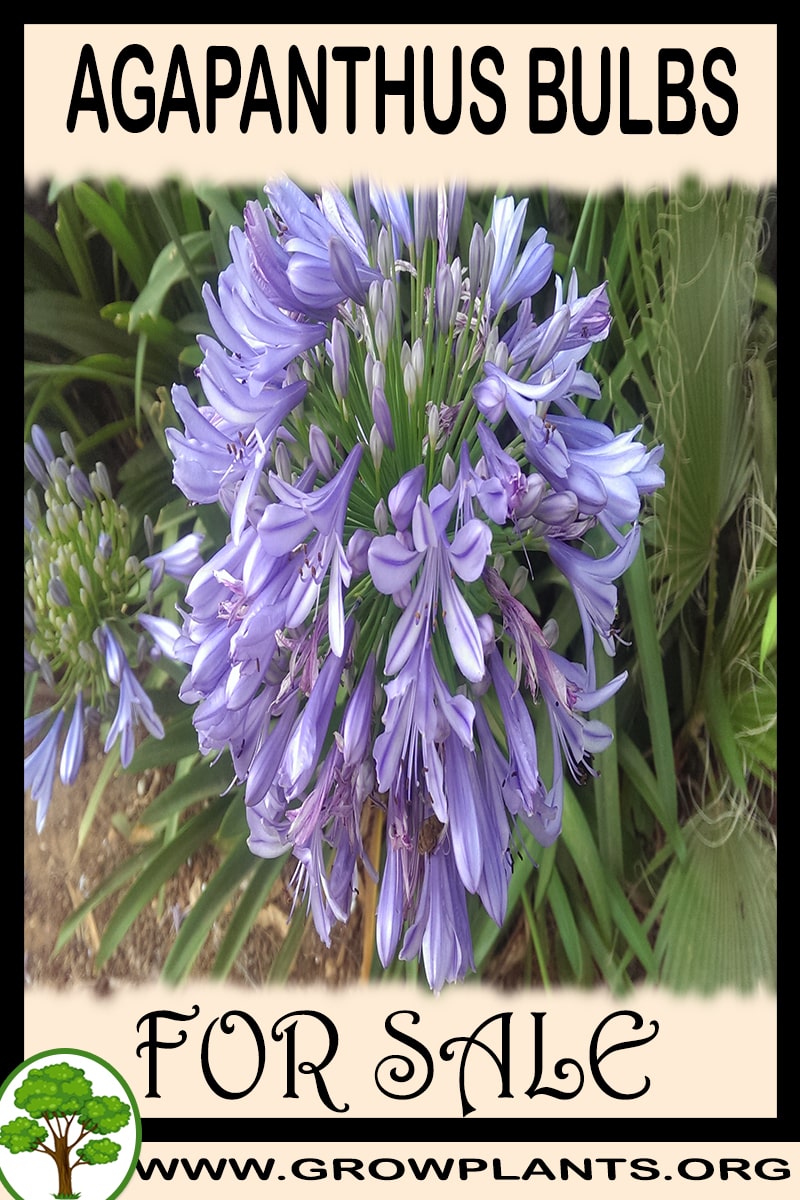 Agapanthus bulbs