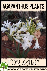 Agapanthus plants for sale