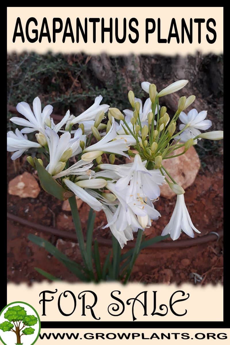 Agapanthus plants