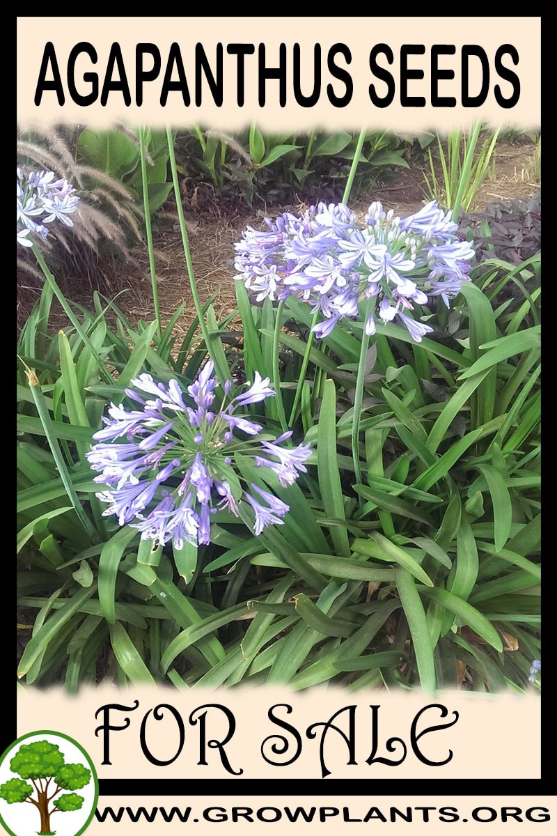 Agapanthus seeds