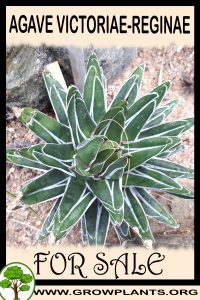 Agave Victoriae-reginae for sale