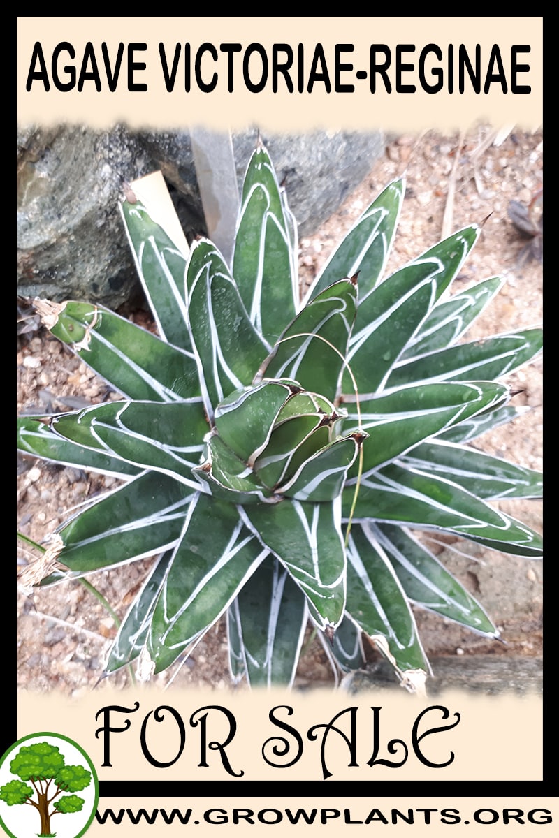 Agave Victoriae-reginae