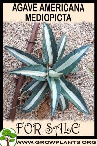 Agave americana Mediopicta for sale
