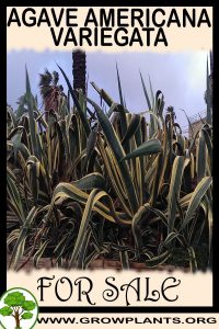 Agave americana Variegata for sale