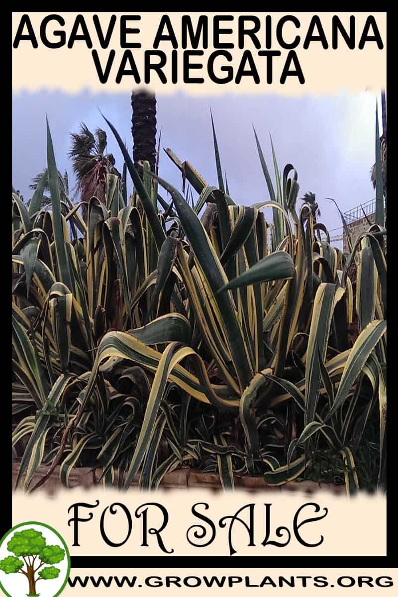 Agave americana Variegata