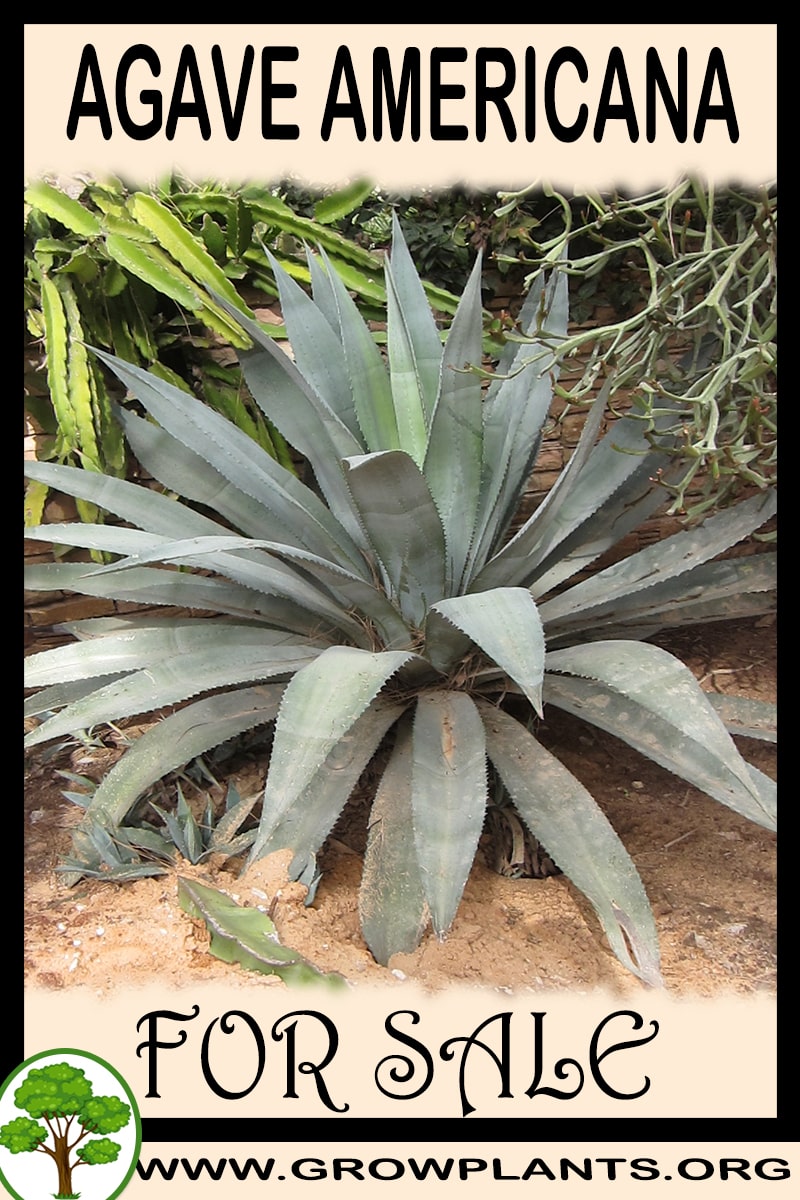 Agave americana