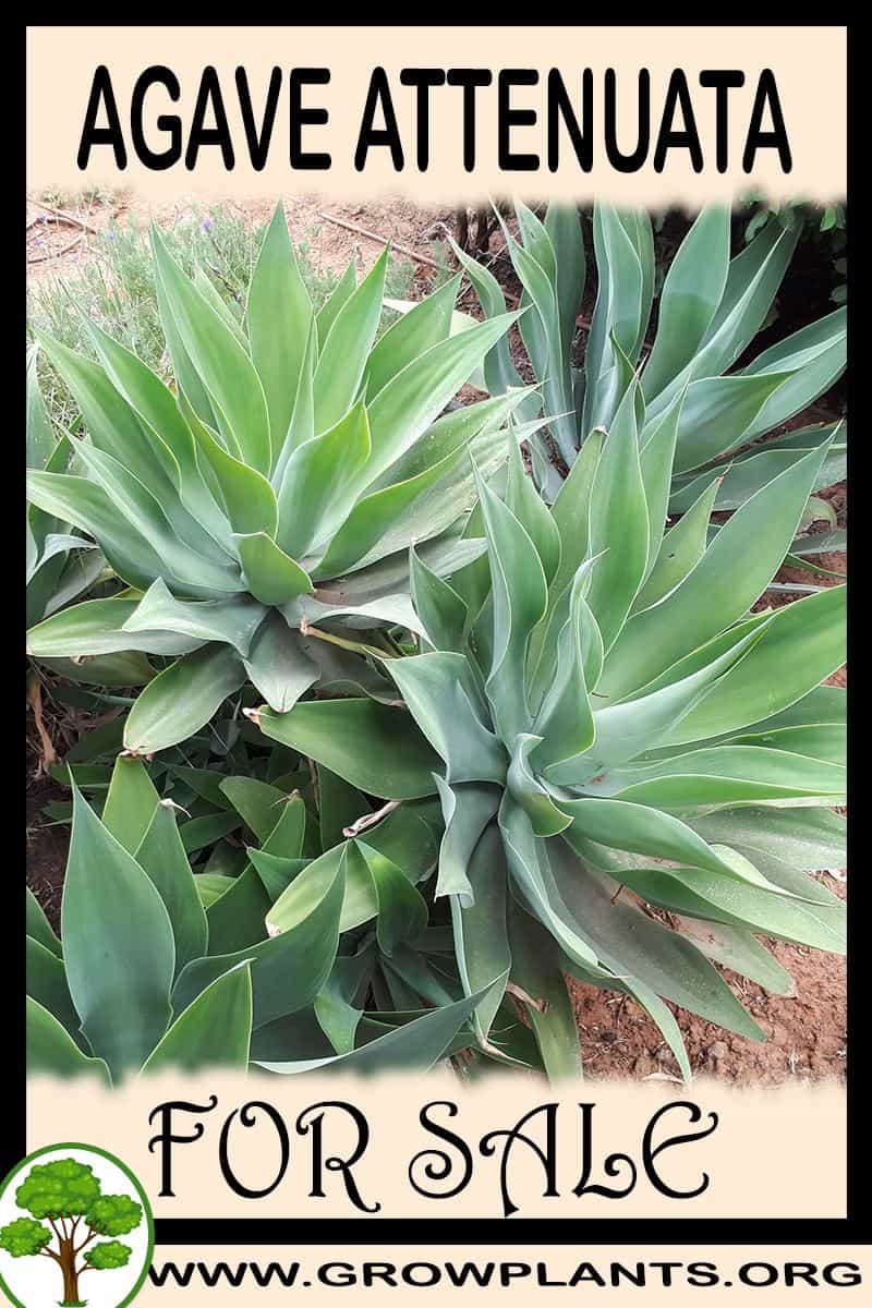 Agave attenuata