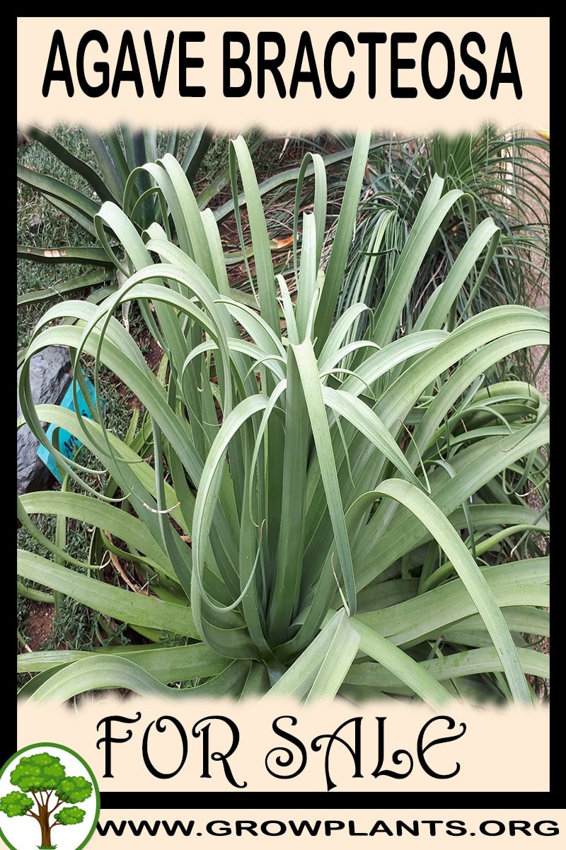 Agave bracteosa