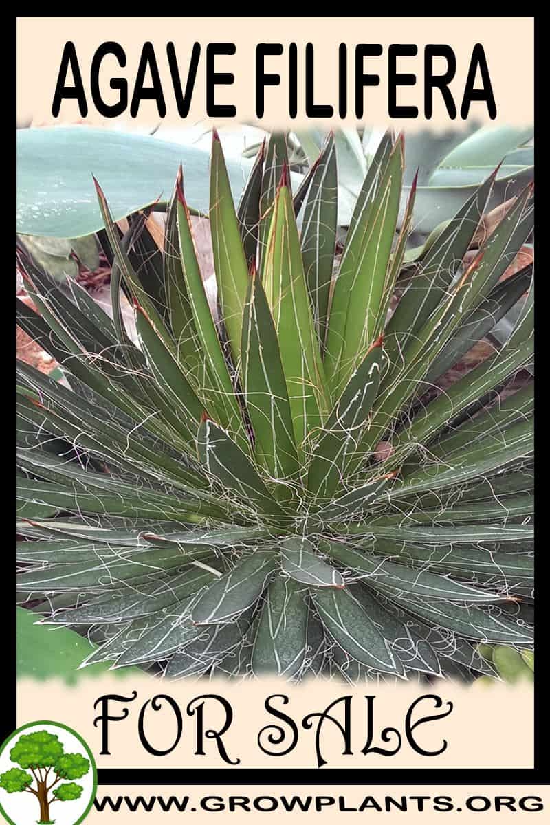 Agave filifera