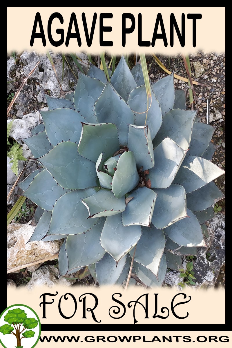 Agave