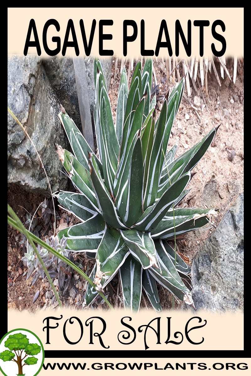 Agave plants