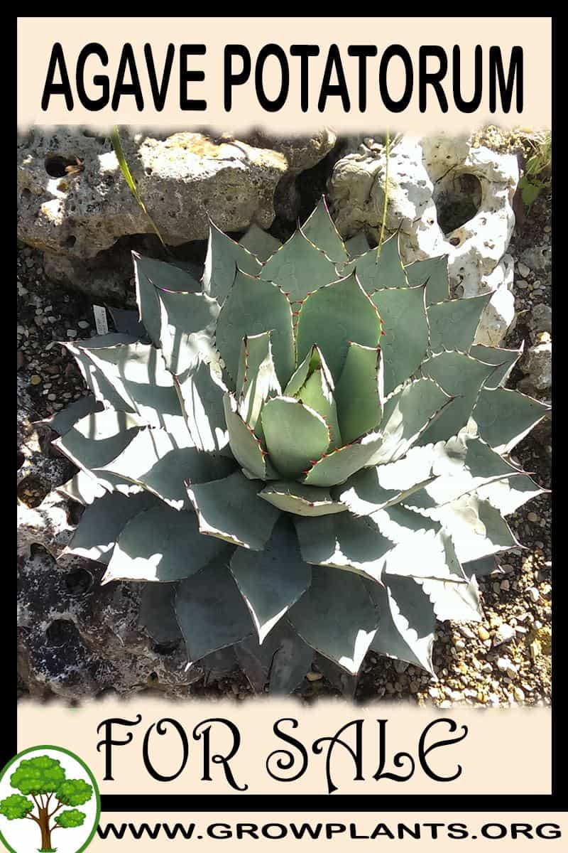 Agave potatorum