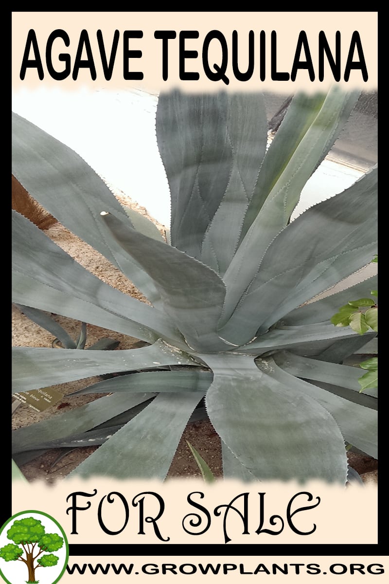 Agave tequilana