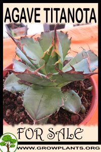 Agave titanota for sale