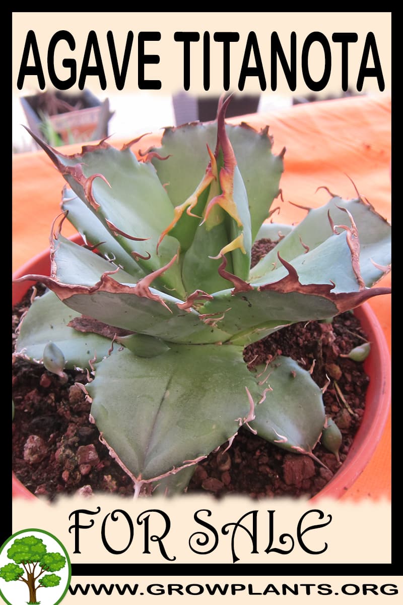 Agave titanota
