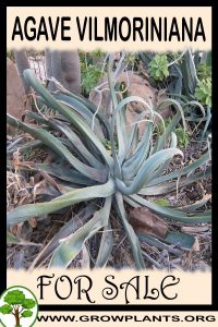 Agave vilmoriniana for sale