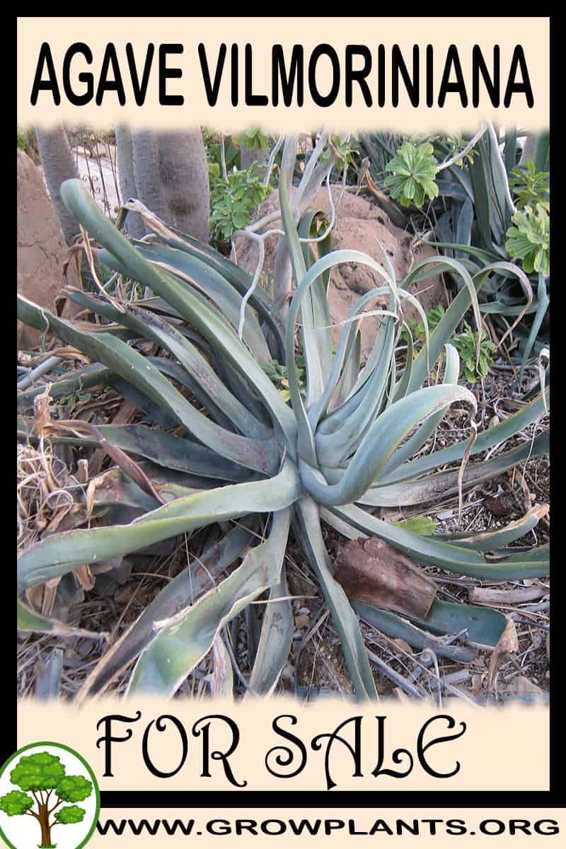 Agave vilmoriniana