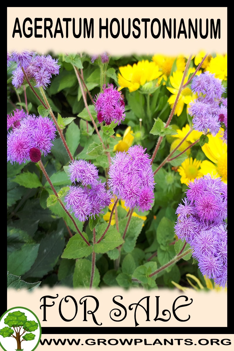 Ageratum houstonianum