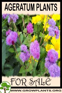 Ageratum plants for sale
