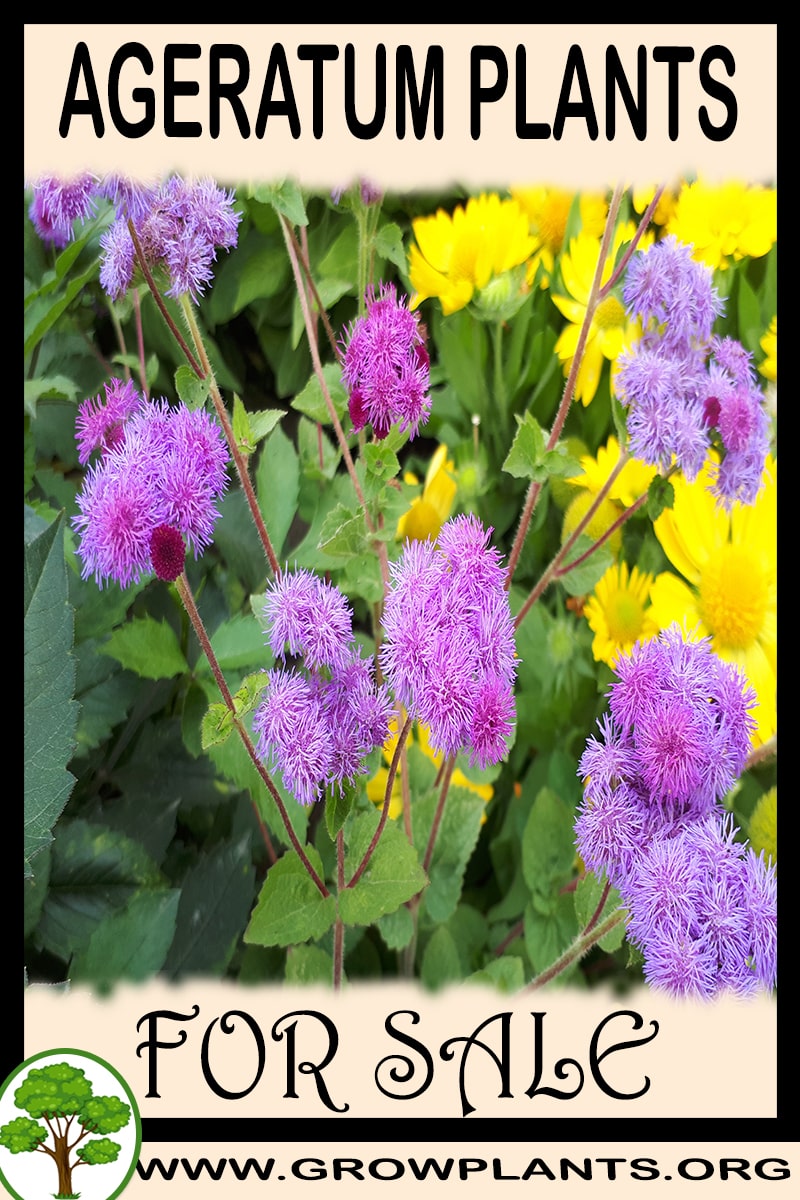 Ageratum plants