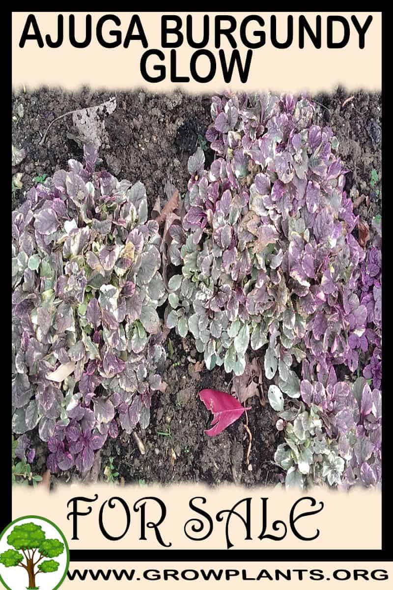 Ajuga burgundy glow
