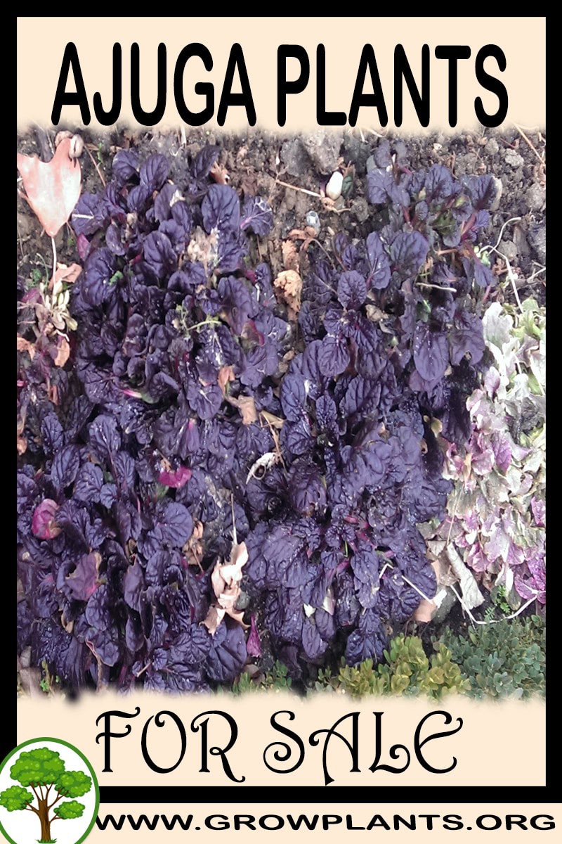 Ajuga plants