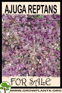 Ajuga reptans for sale