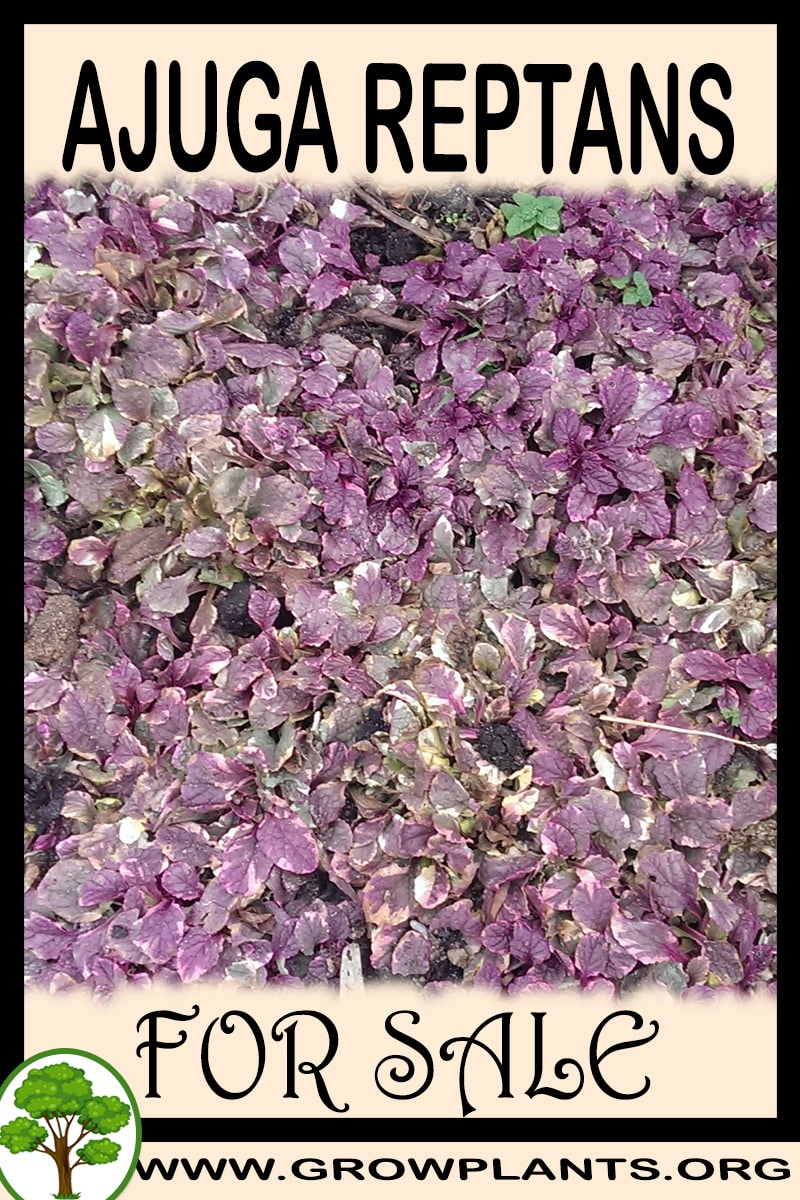 Ajuga reptans