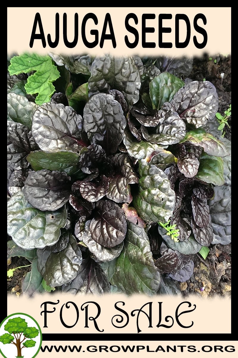 Ajuga seeds