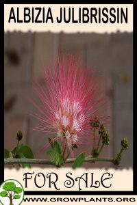 Albizia julibrissin for sale