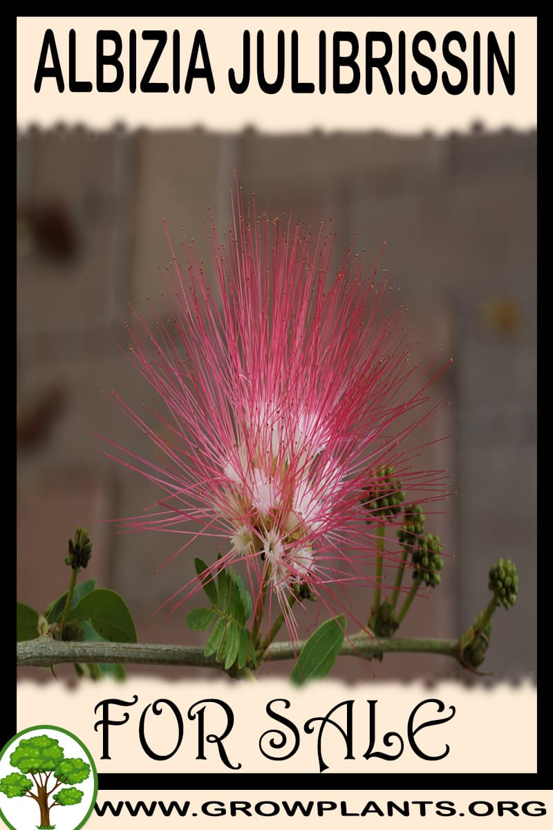 Albizia julibrissin