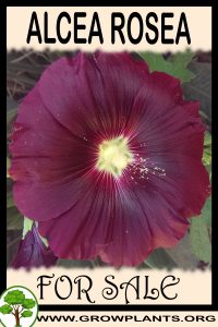 Alcea rosea for sale