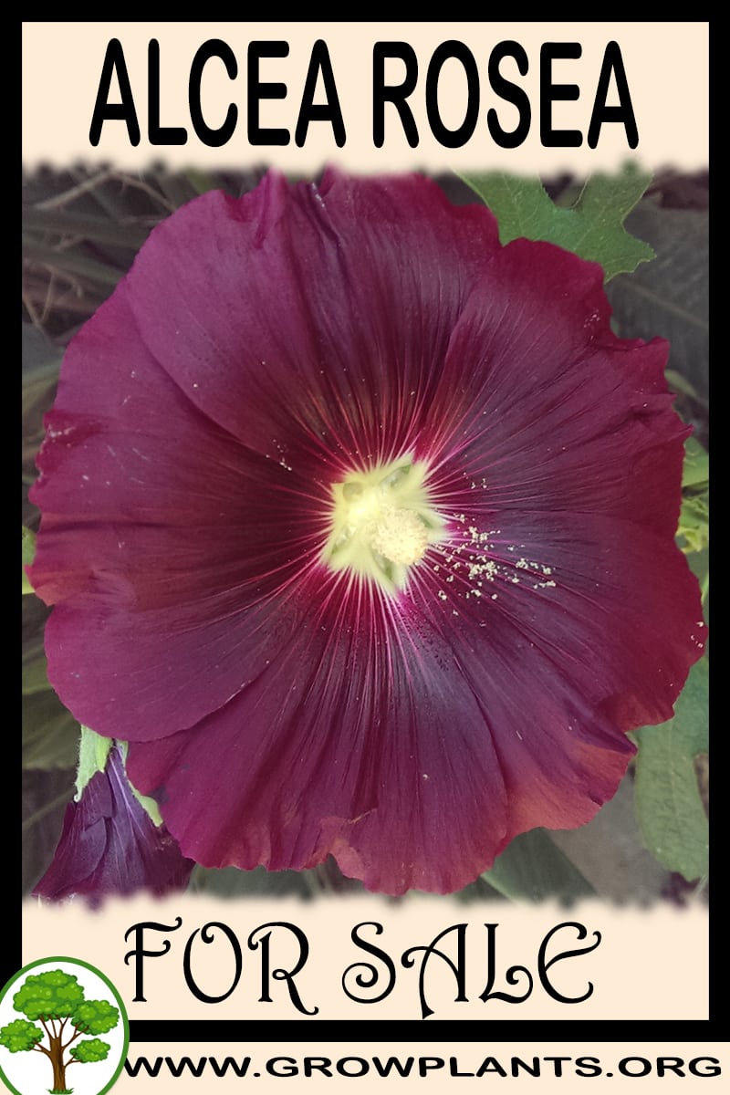 Alcea rosea