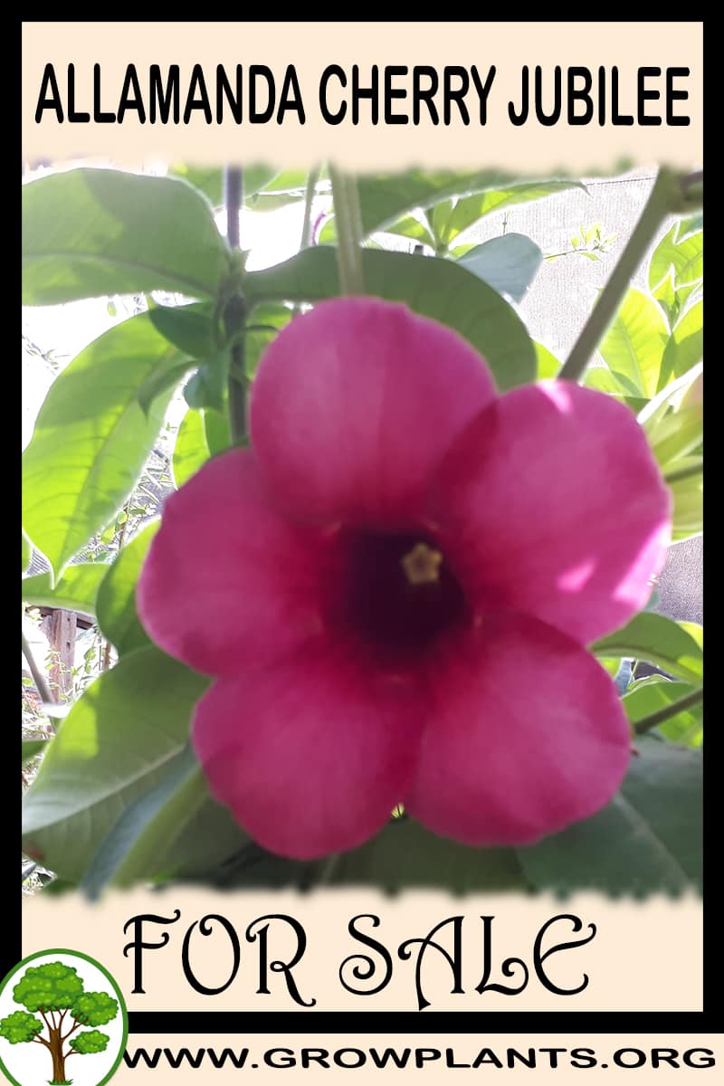 Allamanda Cherry jubilee