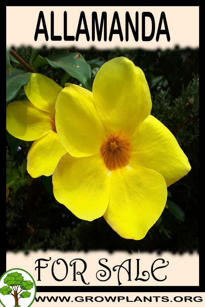 Allamanda