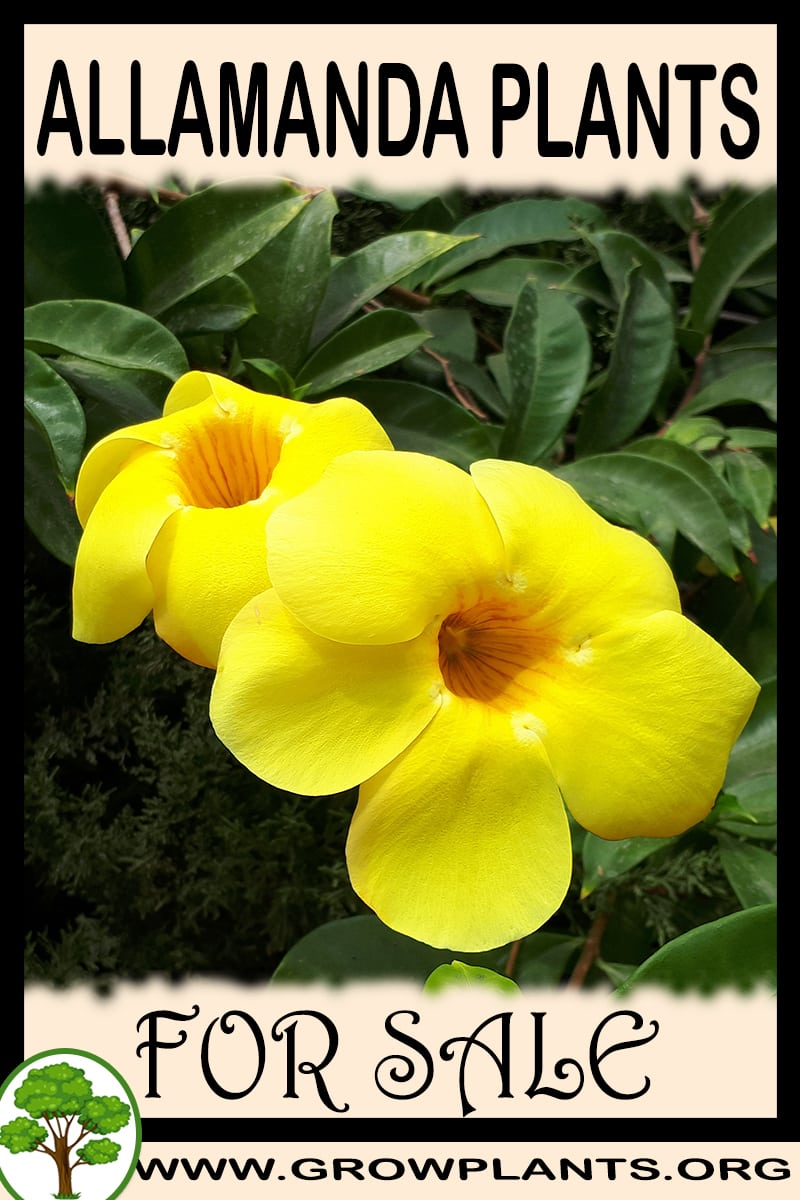 Allamanda plants