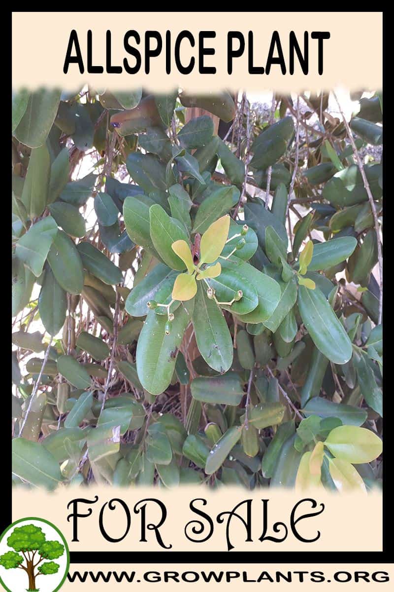 Allspice