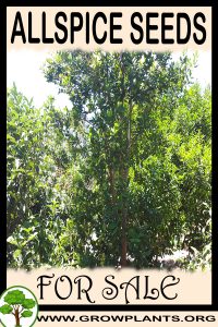 Allspice seeds for sale