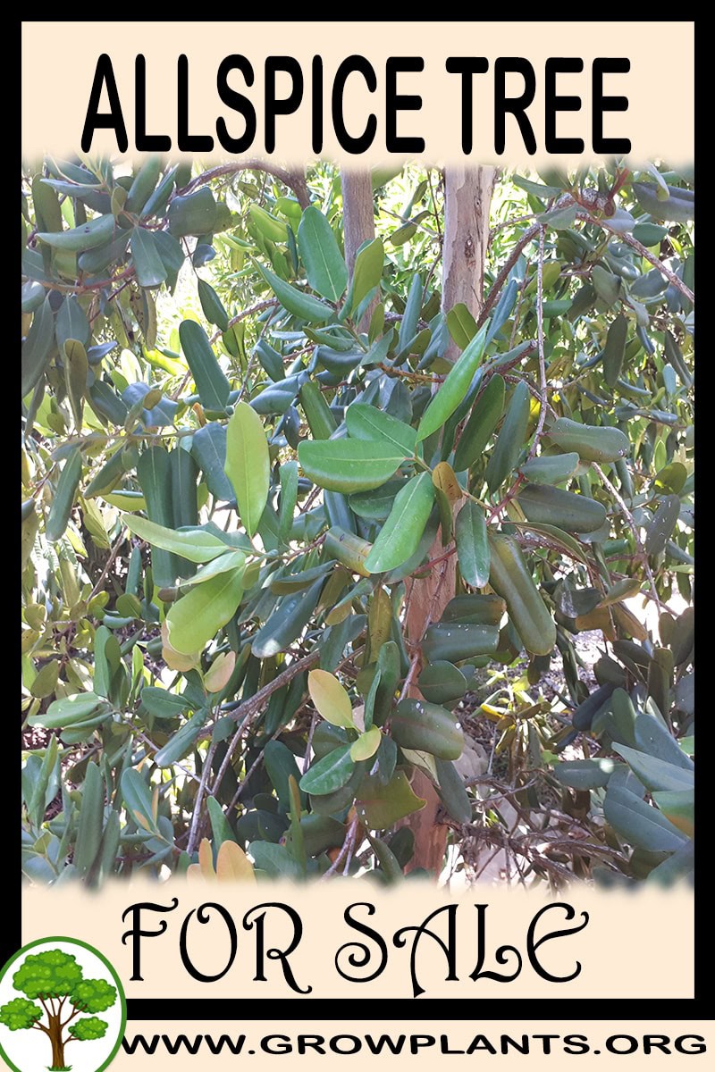 Allspice tree