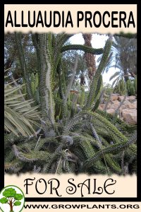 Alluaudia procera for sale