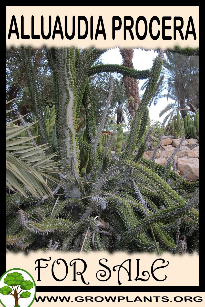 Alluaudia procera