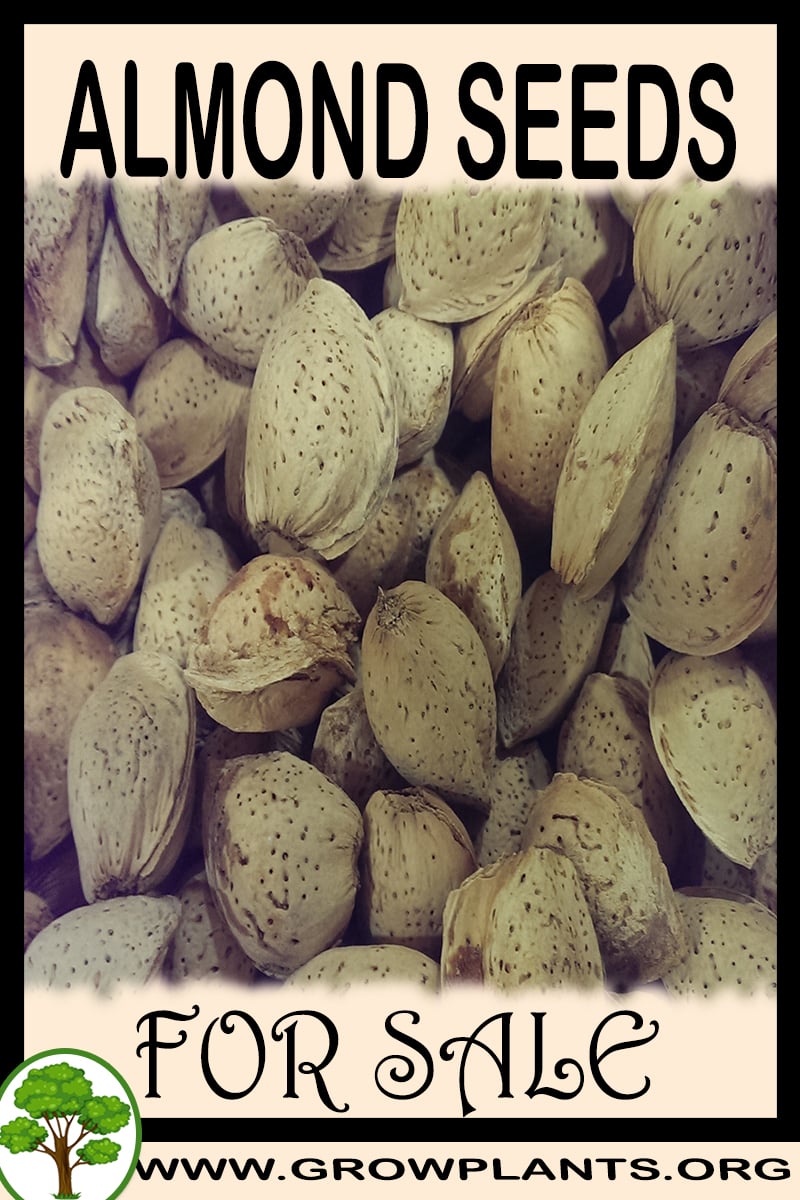 Almond seeds