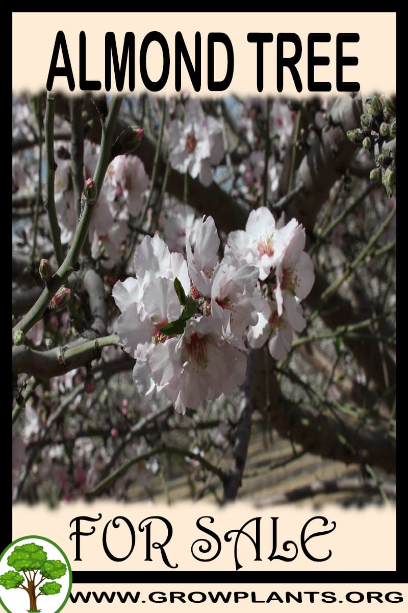 Almond tree