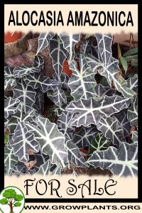 Alocasia amazonica for sale