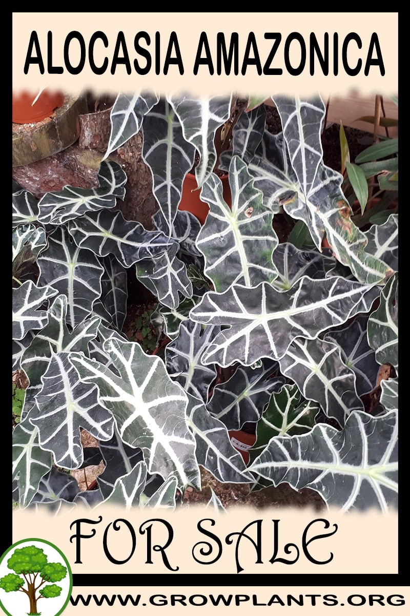 Alocasia amazonica