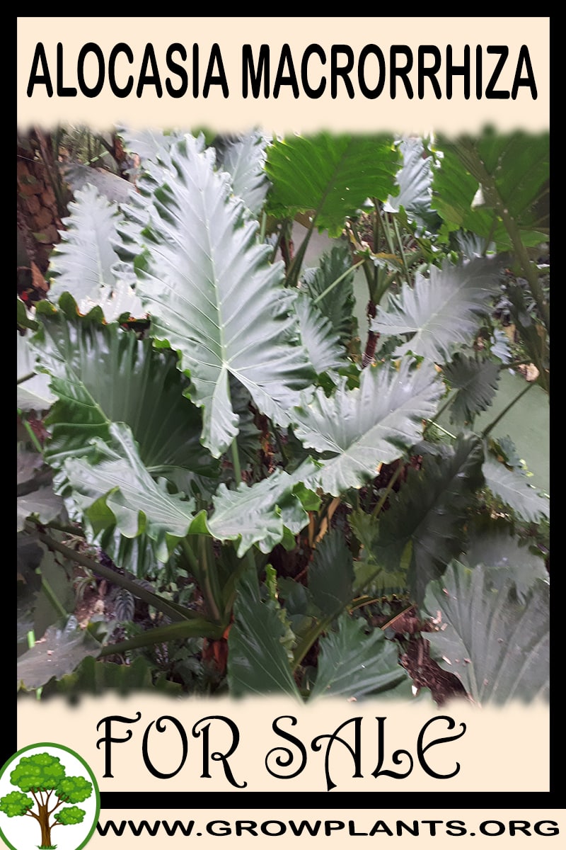 Alocasia macrorrhiza