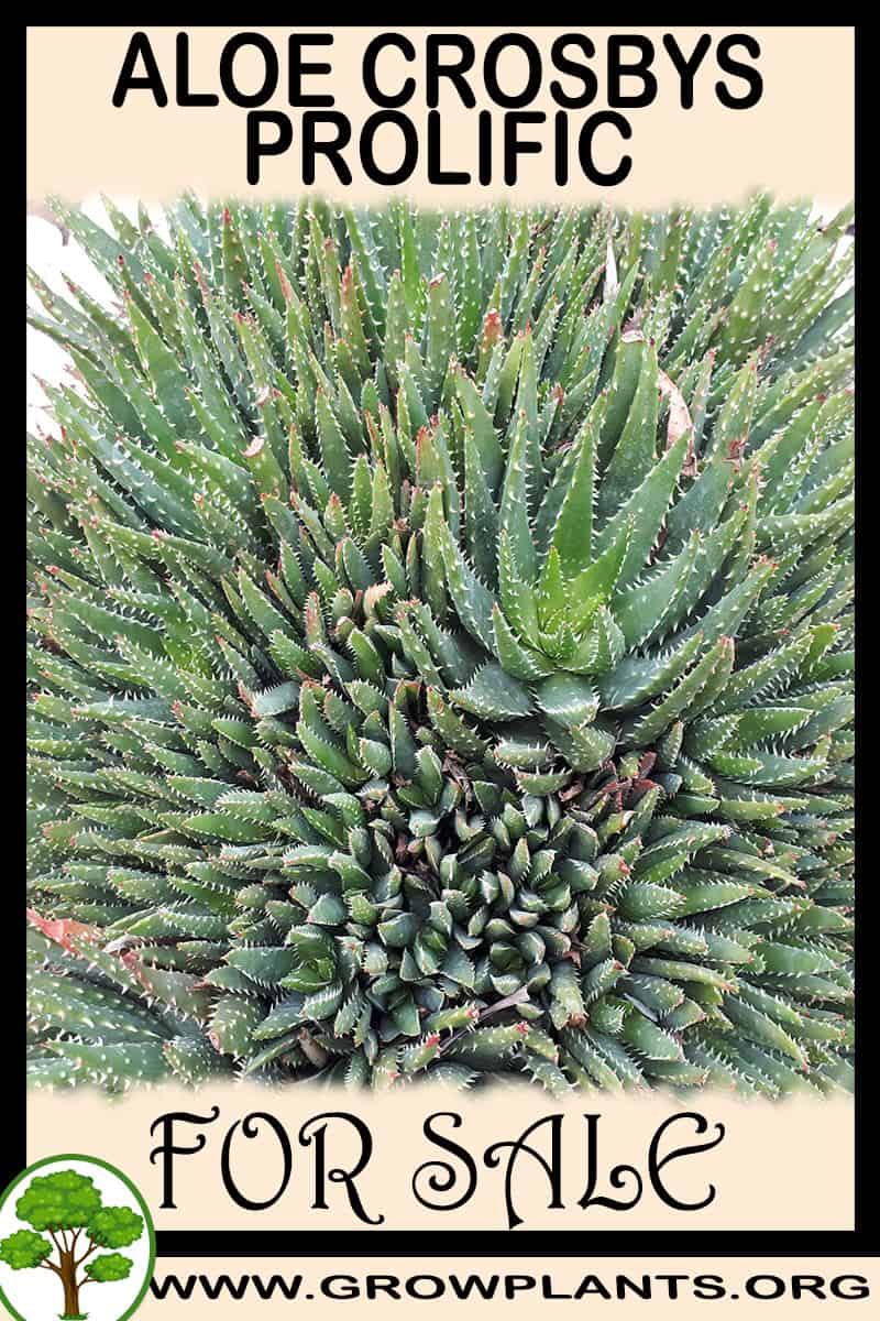 Aloe Crosbys Prolific