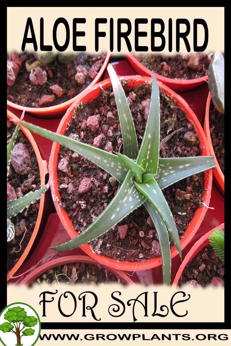 Aloe Firebird